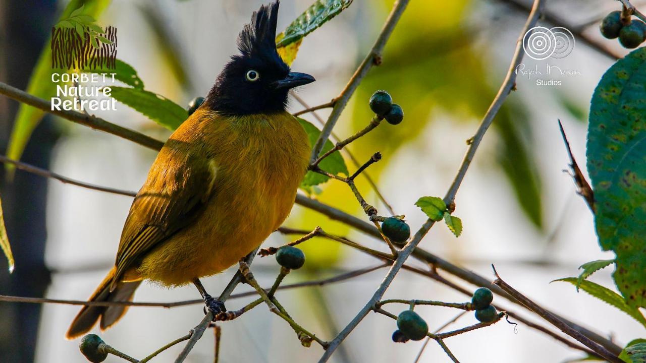 Corbett Nature Retreat Ramnagar  Ngoại thất bức ảnh